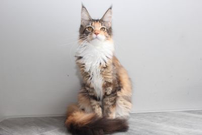 Despina